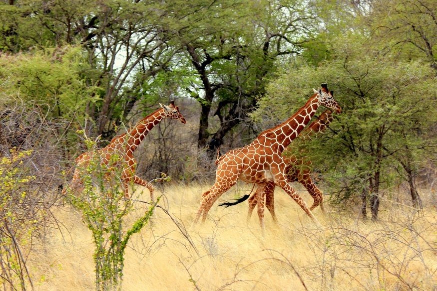 Reticulated giraffes