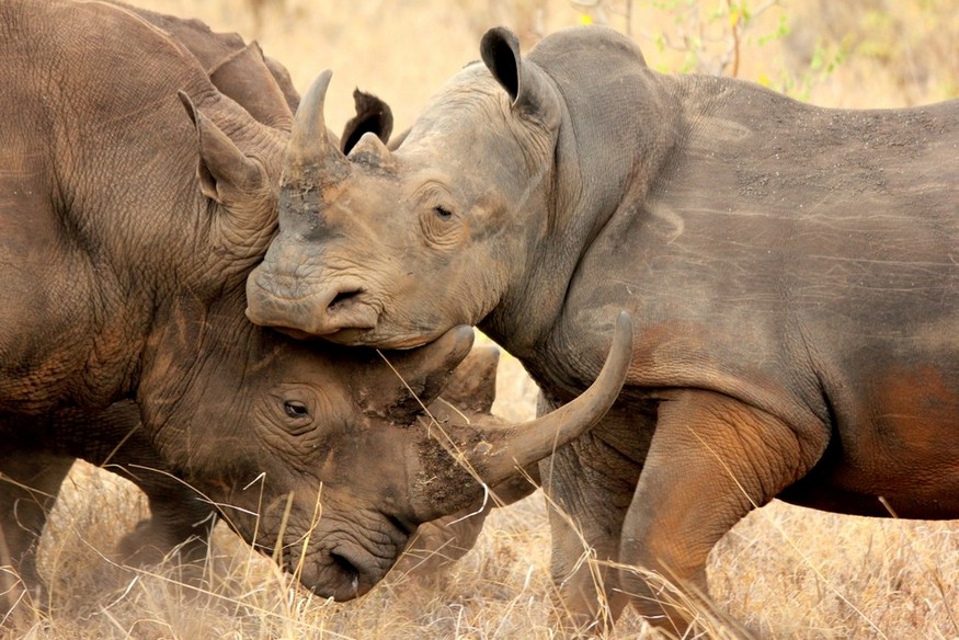 rhinos sparing