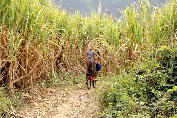 Biking the sugarcane fields of Laos
