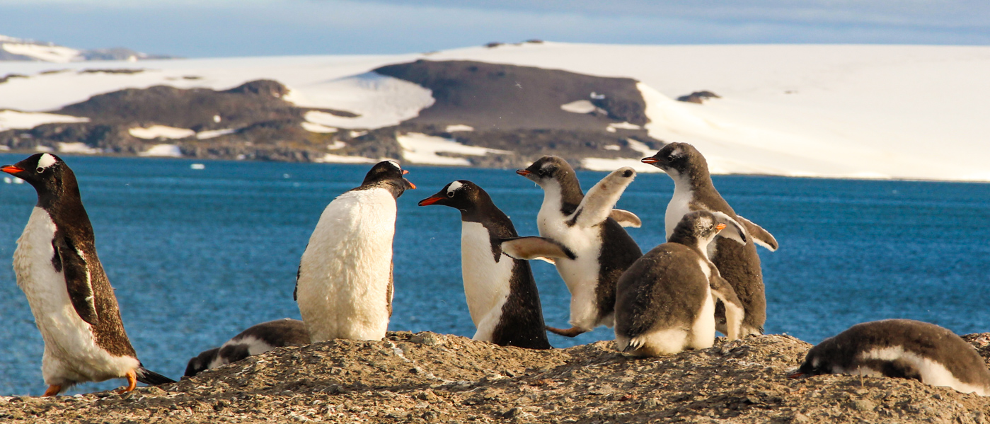 VIDEO: Antarctic Penguin Shenanigans